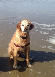 Dougie at Beach