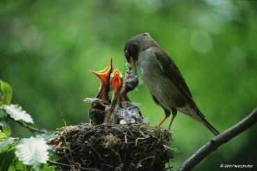 feed little birds