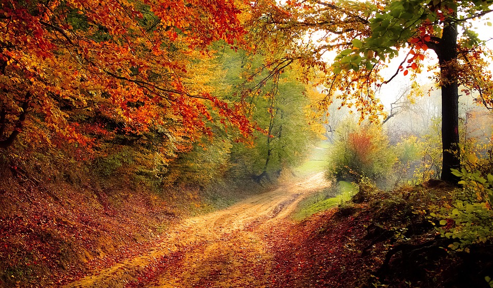 LIFE IS A PATHWAY - AUTUMN PATHWAY